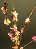 bloesem takken