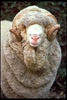Van schaap tot wol