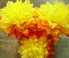 BLOEM TROSSEN