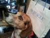 Winkels Noord-Brabant - By Beagle® Clothes & Pottery